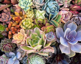 Colorful Succulent Cuttings – Mixed Variety Pack for Arrangements, Crafts and Gardens – Fresh and Handpicked