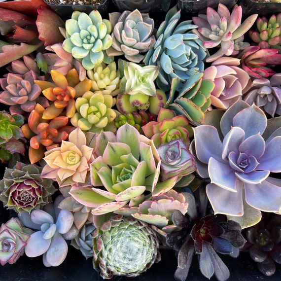 Top【選抜株】多肉植物　264174ルージュ ビューティー32個　鉢無し/脱土 Colorful Succulent Cuttings – Mixed Variety Pack for Arrangements