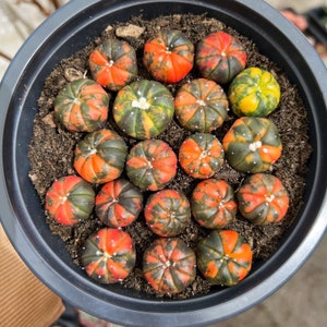 Baby Astrophytum Asterias Variegata / Rare Variegated Cactus - Etsy