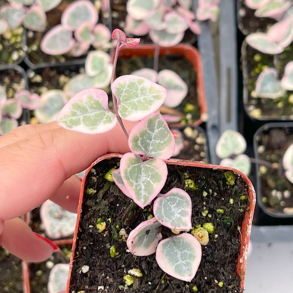 2” Ceropegia Woodii Variegata / String of Hearts Variegated - Etsy