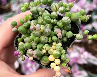 2” Variegated String of Pearls – Rare Trailing Succulent | Green & Cream Beads