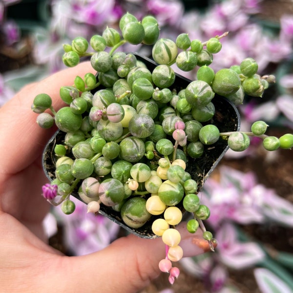 2” Variegated String of Pearls – Rare Trailing Succulent | Green & Cream Beads