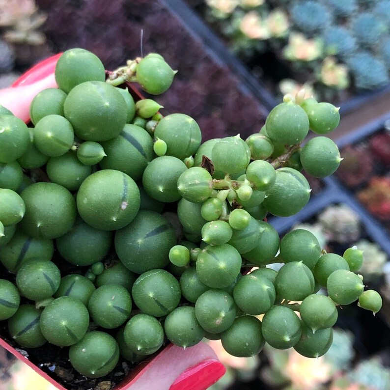 String of Pearls Succulent – Senecio Rowleyanus in 2” Pot – Trailing Indoor Plant image 3