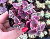 2 quot Crassula pellucida variegata variegated calico kitten