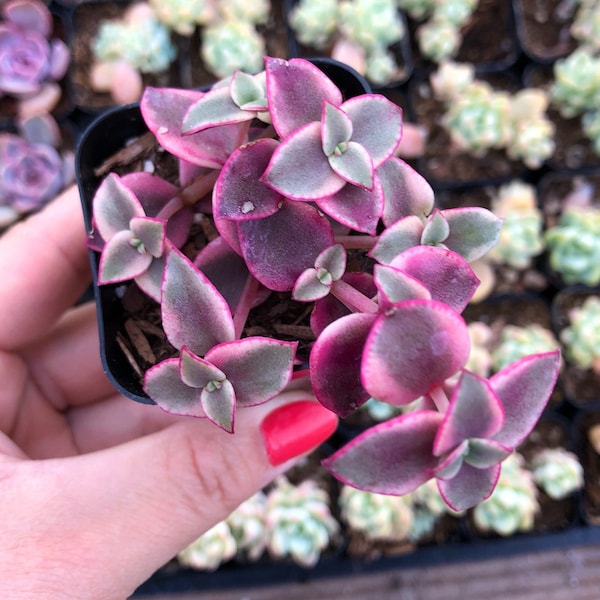 2" Crassula pellucida variegata / gatito calico abigarrado Planta Suculenta