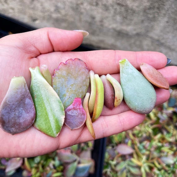 20 Succulent Leaves For Propagation – Cacti & Succulents – Cactus Brand
