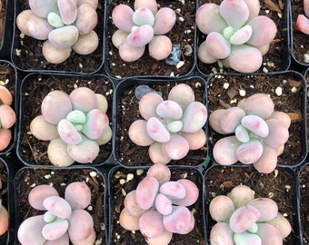 2” Graptopetalum Amethystinum – Baby Pink Succulent | Pink Moonstone