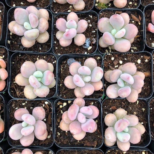 2” Pink Moonstone / Graptopetalum Amethystinum