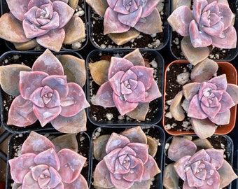 2” Graptopetalum Purple Delight