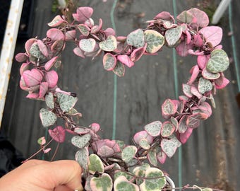 4” Pink Variegated String of Hearts – Heart Trellis Live Plant