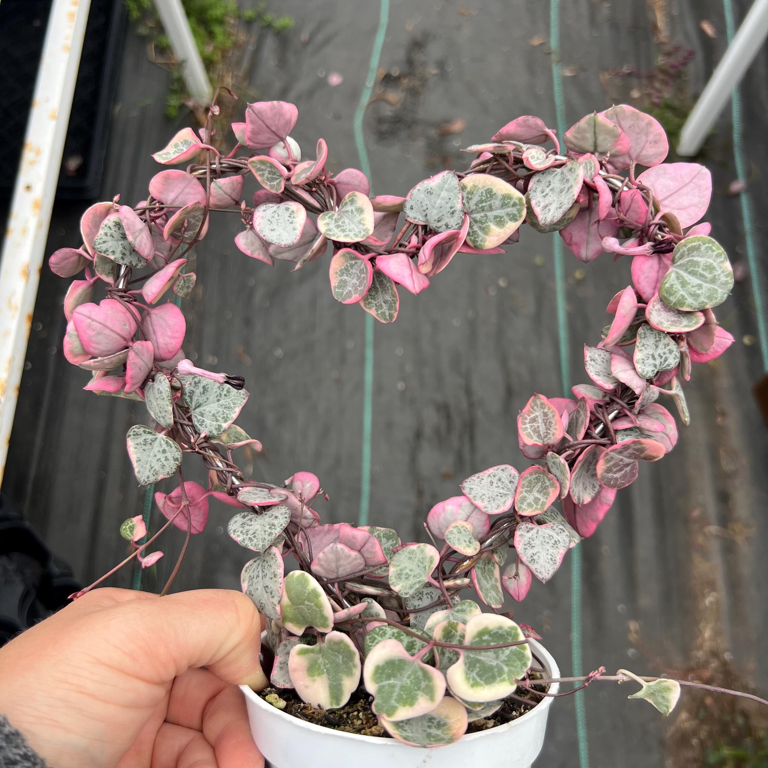 4” Pink Variegated String of Hearts – Heart Trellis Live Plant