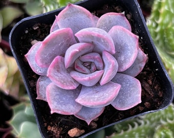 2” Echeveria Orion