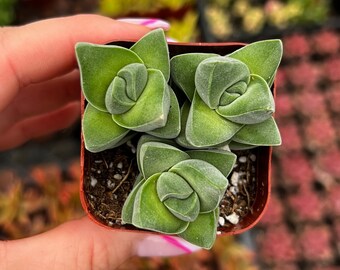 2” Crassula Moonglow