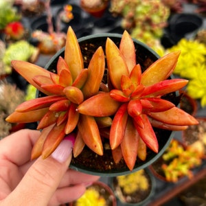 4” Sedum Adolphii Firestorm Succulent Plant