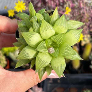 2” Haworthia Turgida w/ Pups / Indoor Low Light Succulent