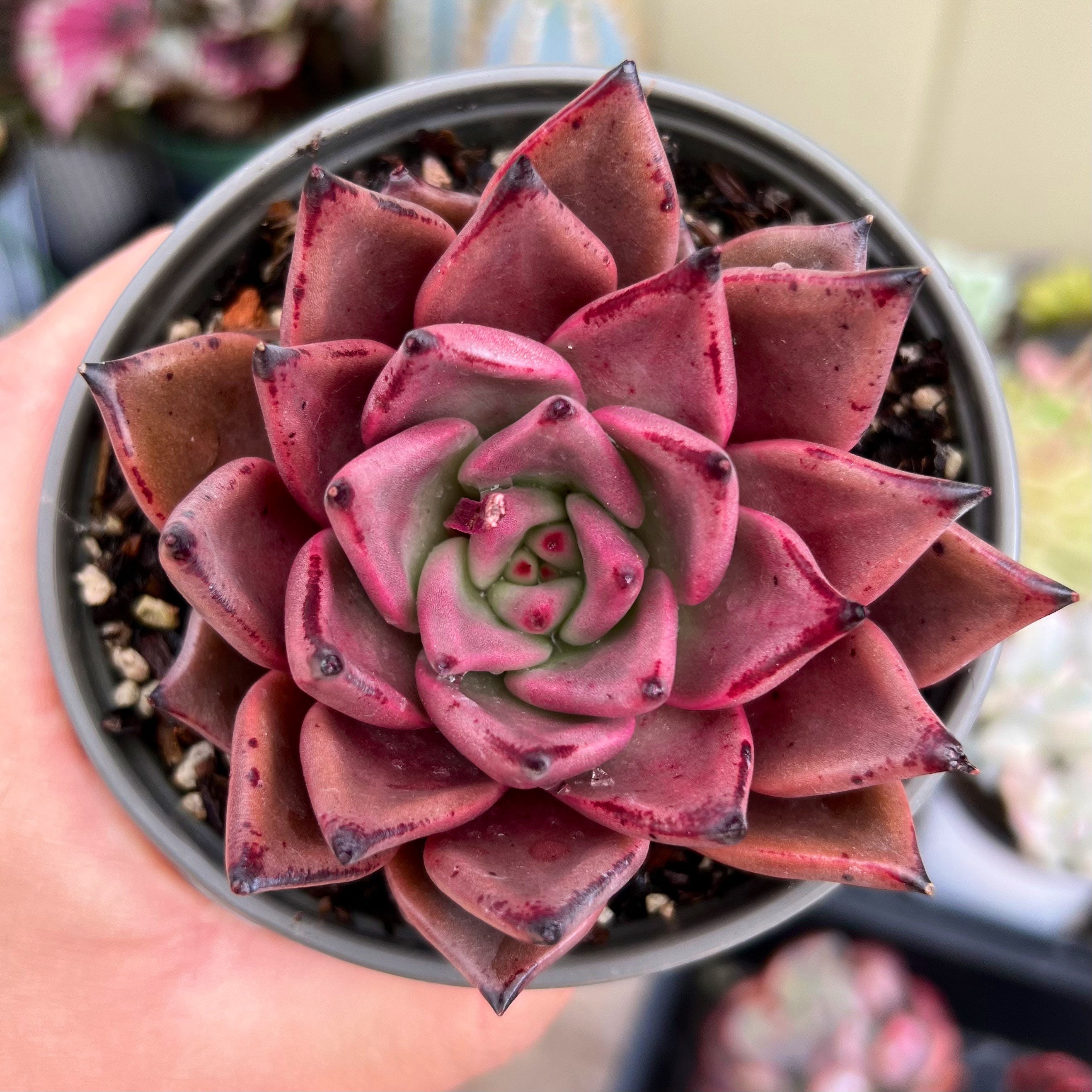 Echeveria Agavoides Red Ebony / Rare Korean Succulent - Etsy Australia