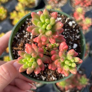 4” Sedum Rubrotinctum Aurora / Pink Jelly Beans   Succulent Plant