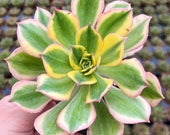 4 Aeonium Sunburst