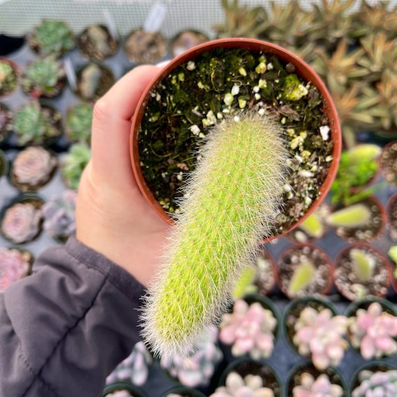 Home & Living Plants Super Cute mini Set of 2 GOLDEN RAT Tails ...