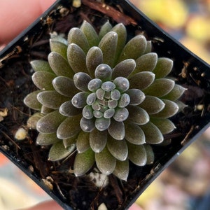 2” Sinocrassula Yunnanensis