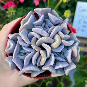 4” Echeveria Cubic Frost / Purple Succulent Plant