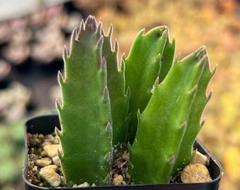 Stapelia gigantea – Starfish Flower Succulent | Live Plant in 2” Pot