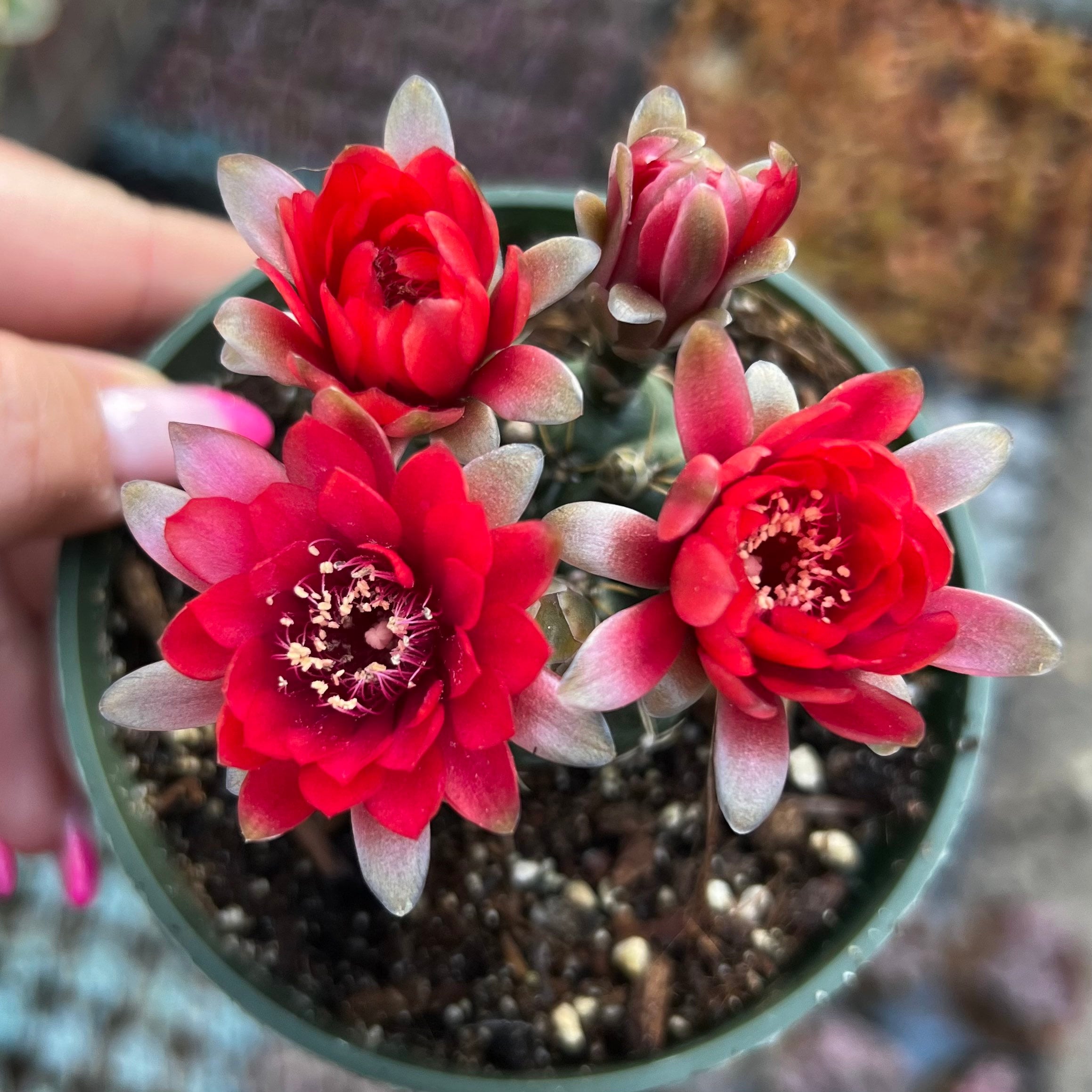 4” Gymnocalycium Baldianum Cactus - Etsy