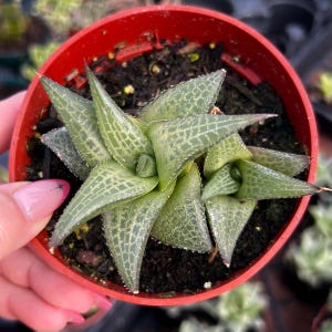 4” Haworthia Tessellata with pups / Indoor Low Light Succulent Plants
