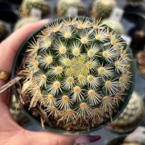 4 Mammillaria Lauii Subducta Cactus image 4