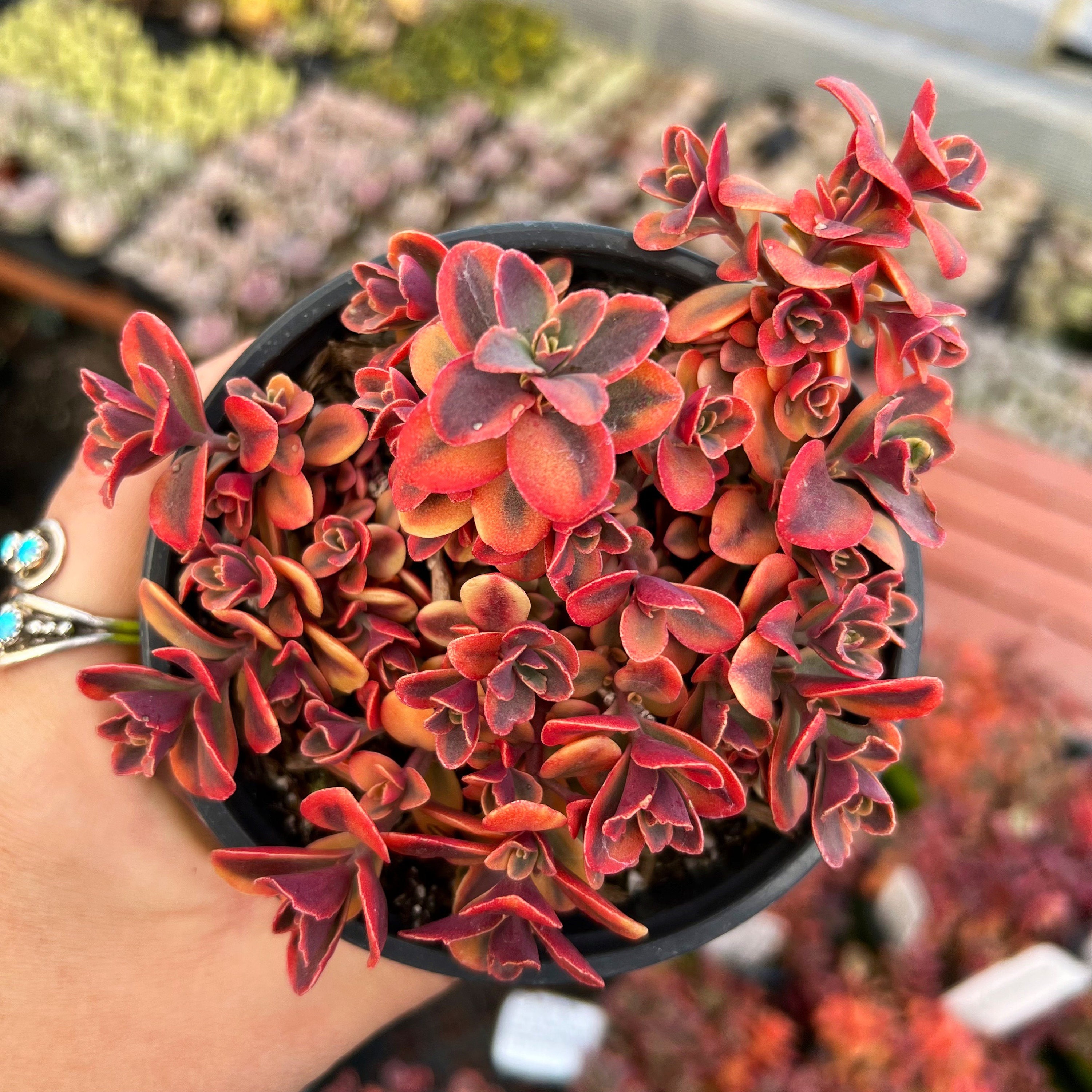 Sedum Sunsparkler Wildfire - Etsy