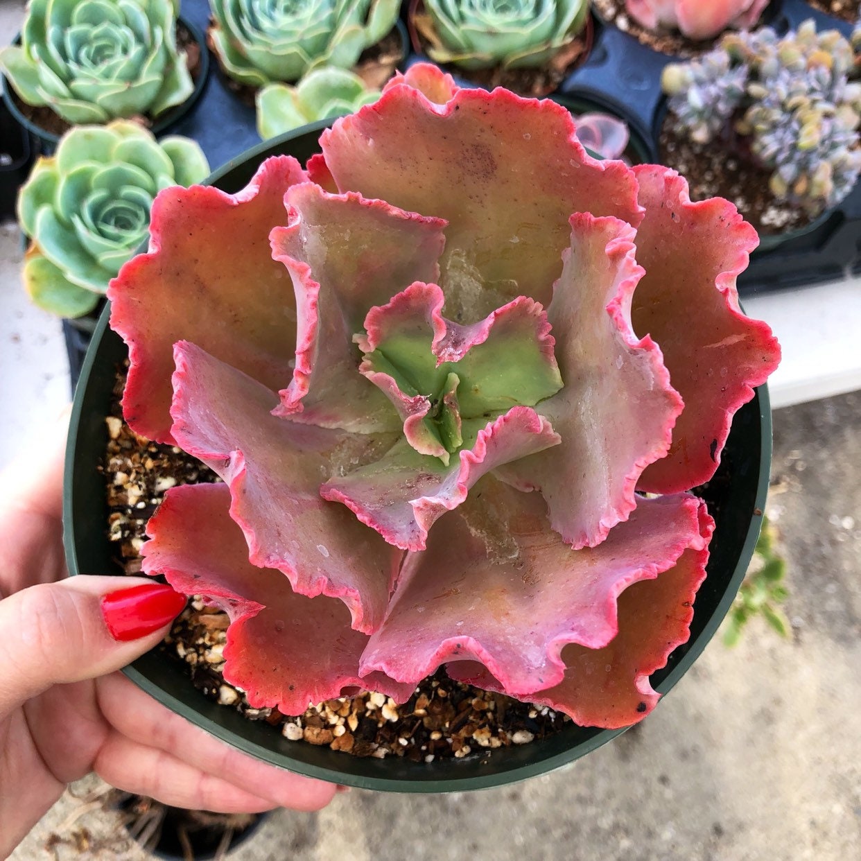 Echeveria、5点セットです(^-^) Pink Curly Echeveria Bittersweet Succulent - Etsy