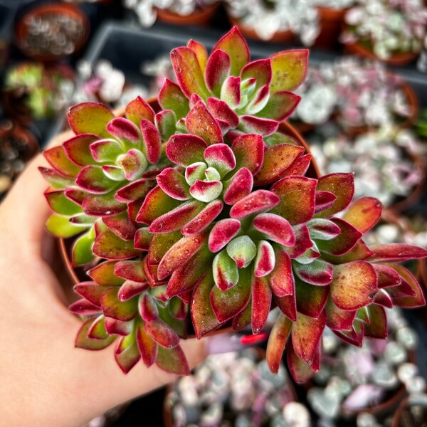 3.5” Echeveria Red Devotion Succulent Plant