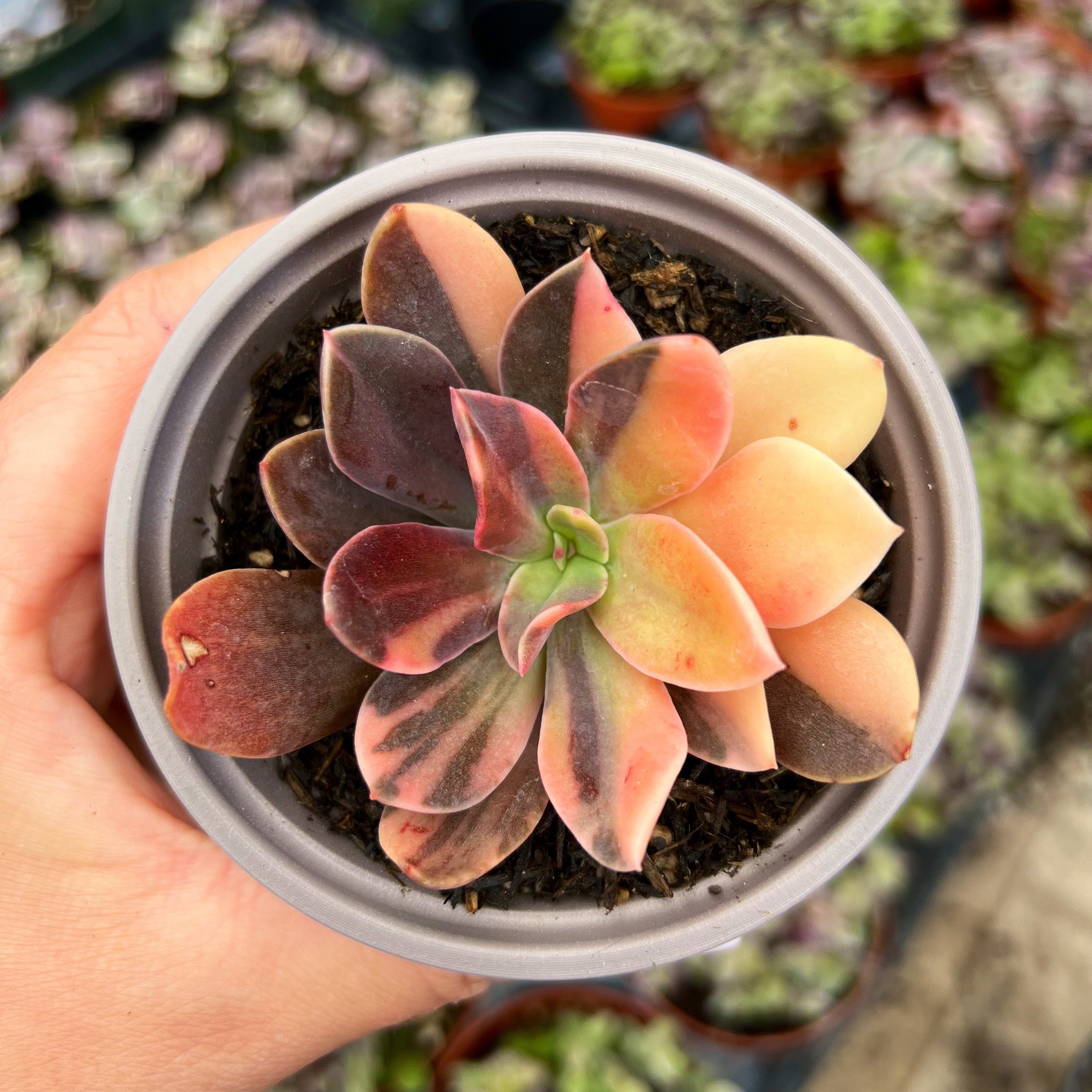 般若錦　Echeveria ‘Hannya’（반야금） Echeveria Hanaikada Variegata / Rare Korean Variegated Succulent