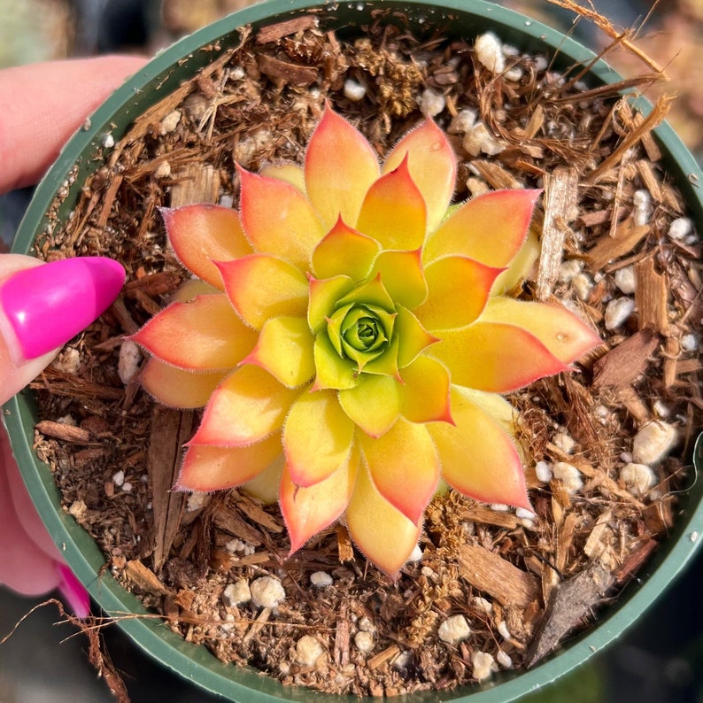 Sempervivum Gold Nugget Succulent Plant - Thumbnail 3