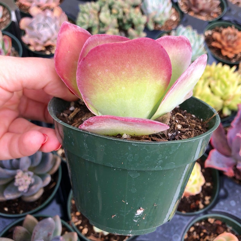 Kalanchoe Luciae Flapjack Succulent