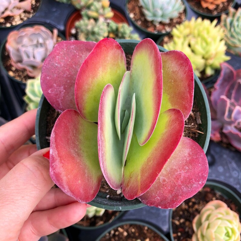 Kalanchoe Luciae Flapjack Succulent