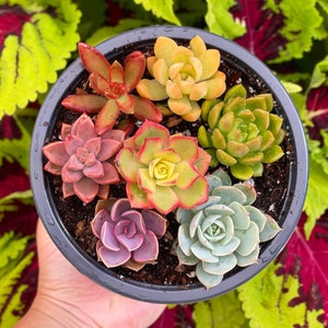 6” Rainbow Succulent Pot