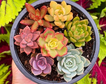 6” Rainbow Succulent Pot