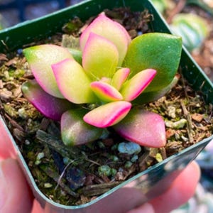 2” Sunrise Variegated / Grown by Seed Succulent Plant