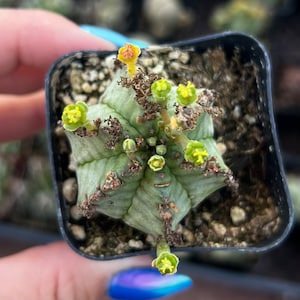 Euphorbia polygona de 2 po.