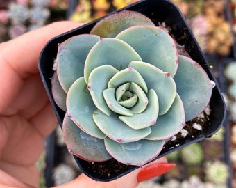 2" Echeveria Atlantis