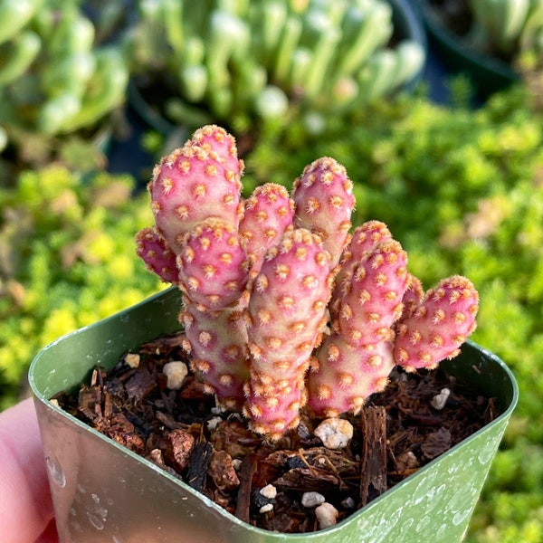 2” Pink Cinnamon Cactus