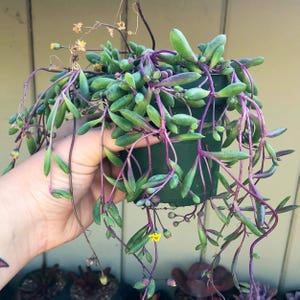 Ruby’s Necklace (String of Rubies) – Othonna Capensis in 4” Pot – Trailing Succulent – Live Plant