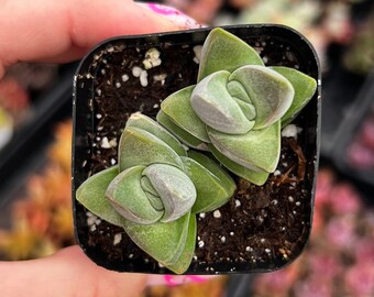 2” Crassula Moonglow