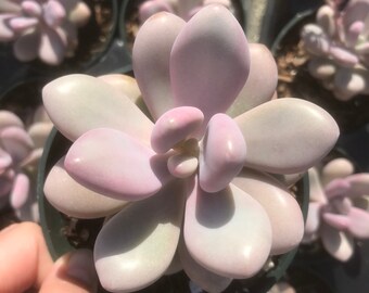 Pink Moonstones Graptopetalum Amethystinum