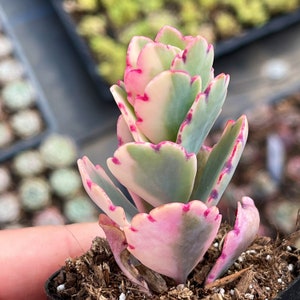 2” Kalanchoe Fedtschenkoi Variegata / Lavender Scallops