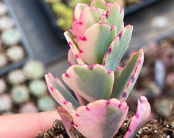 2” Kalanchoe Fedtschenkoi Variegata / Lavender Scallops