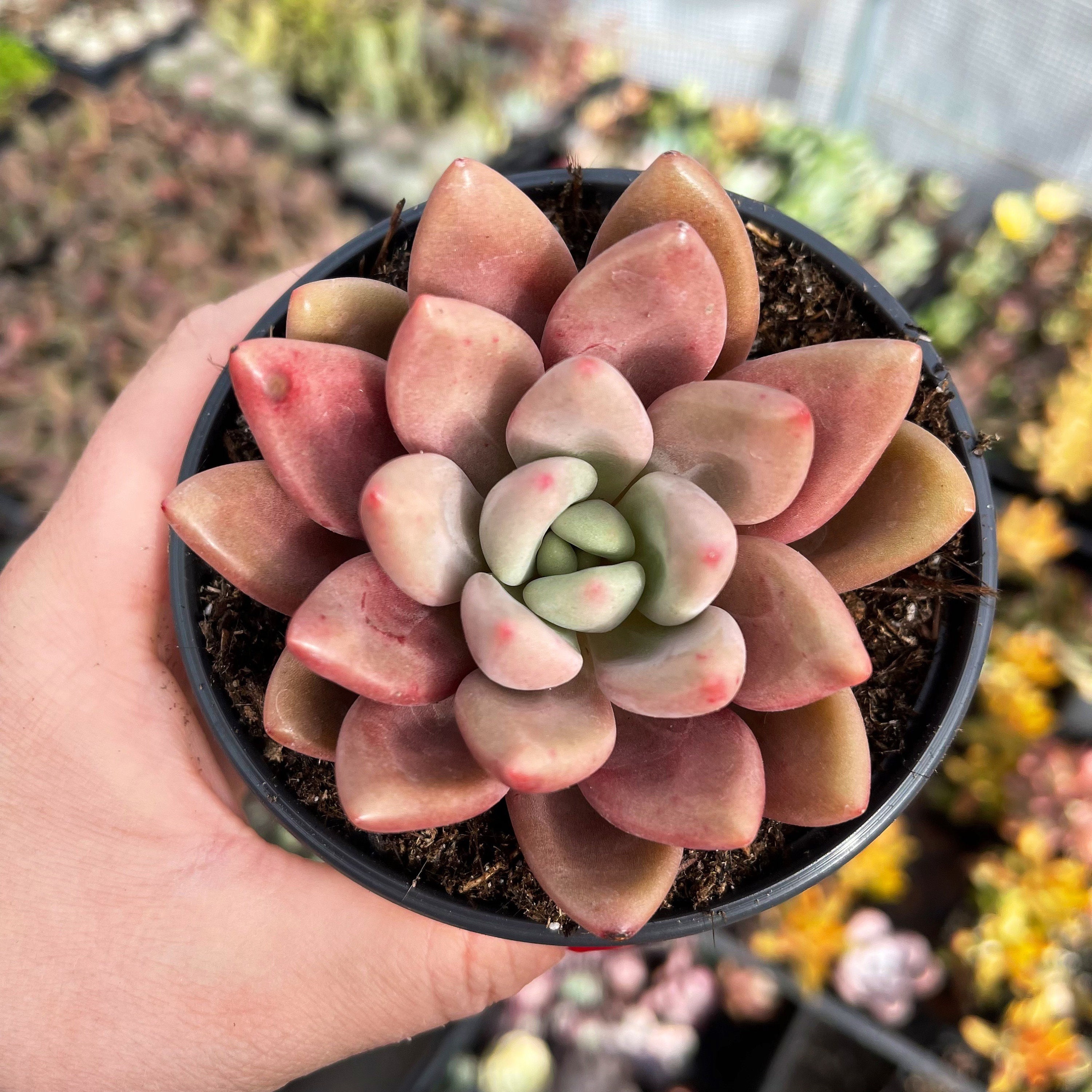 Echeveria Pink Crew / Rare Korean Succulent - Etsy