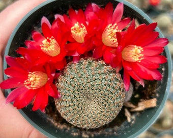 Rebutia Cactus with Red Flowers