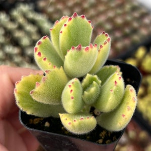 2" Fuzzy Cotyledon Bear Paws Variegated